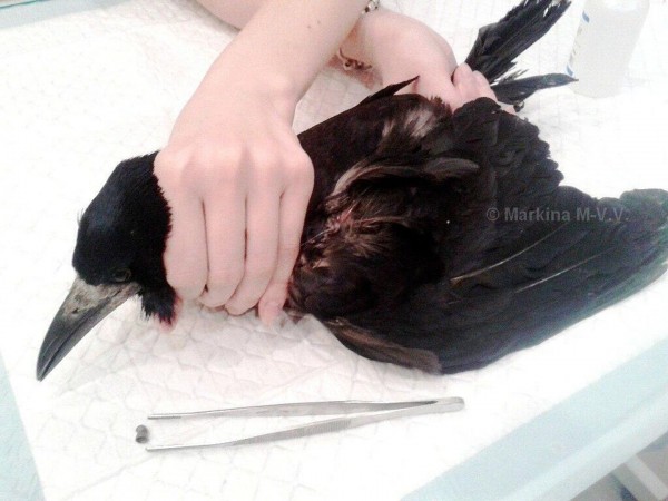 "Задеть может любого":