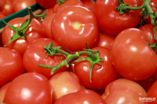 Урожай на вес золота. Цены на огурцы и помидоры приготовились к новым рекордам