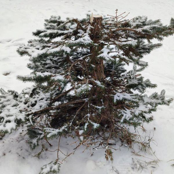 На петербуржца завели уголовное дело из-за срубленной в городском парке ёлки