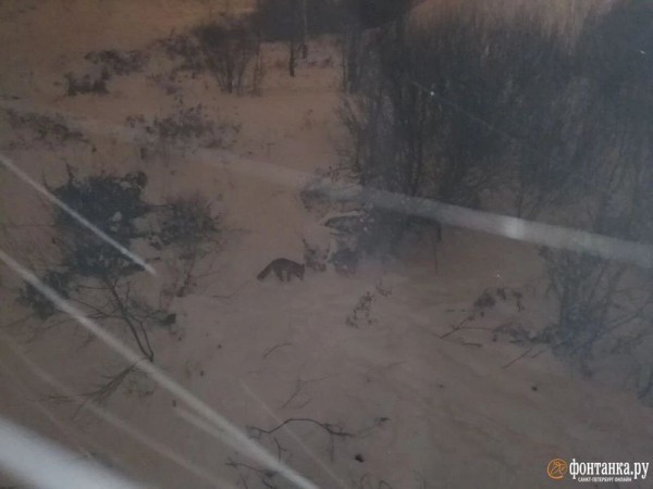 Лиса поселилась под мостом в Невском районе