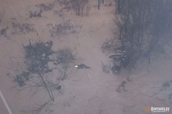 Лиса поселилась под мостом в Невском районе