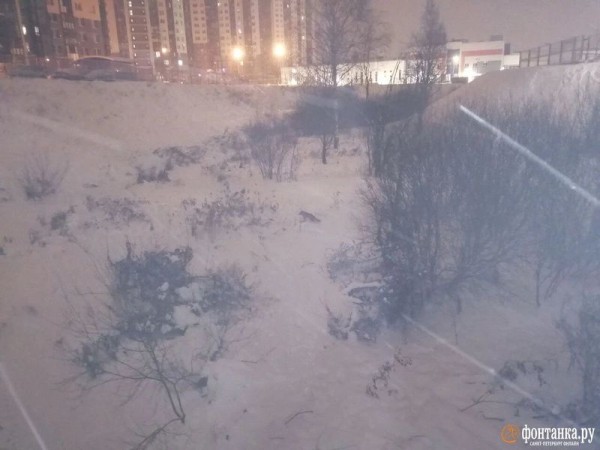 Лиса поселилась под мостом в Невском районе