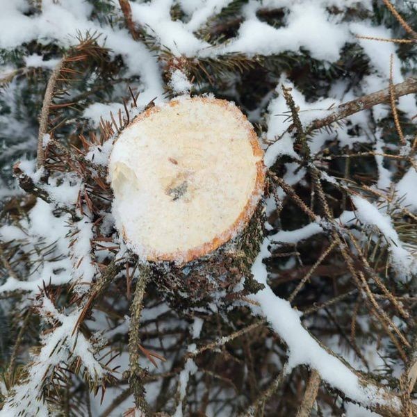 На петербуржца завели уголовное дело из-за срубленной в городском парке ёлки