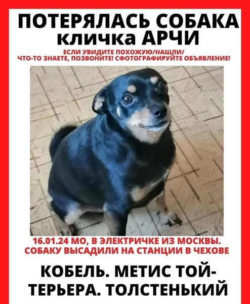 Той-терьера Арчи высадили из электрички в Подмосковье