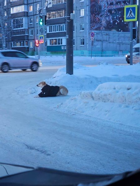 Жители Сургута одевают бездомную собаку во время морозов