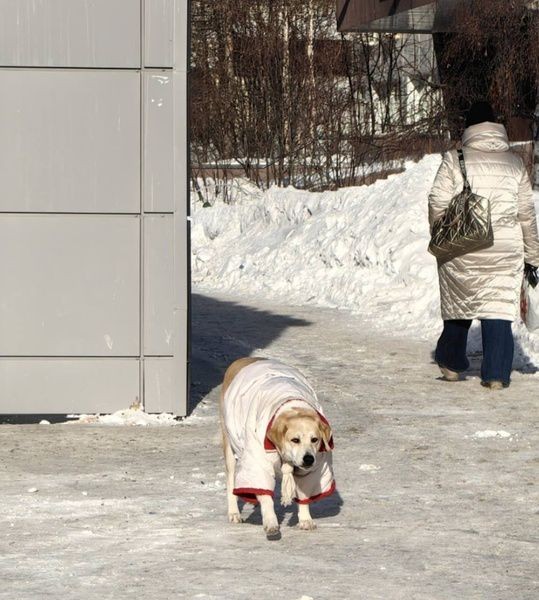 Жители Сургута одевают бездомную собаку во время морозов