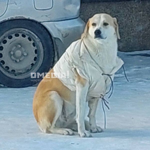 Жители Сургута одевают бездомную собаку во время морозов