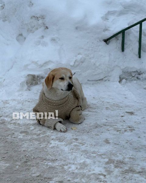 Жители Сургута одевают бездомную собаку во время морозов