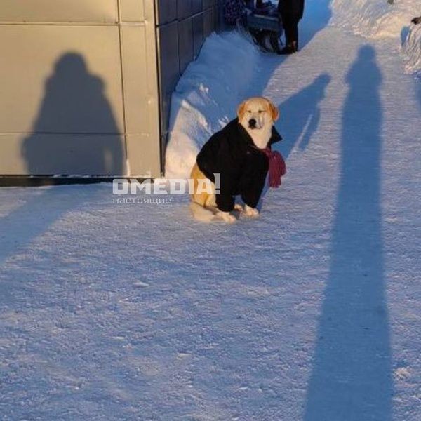Жители Сургута одевают бездомную собаку во время морозов