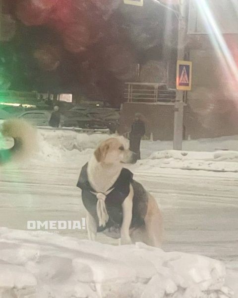 Жители Сургута одевают бездомную собаку во время морозов