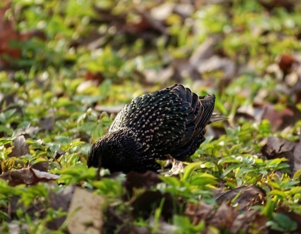 В Петербург вернулись скворцы