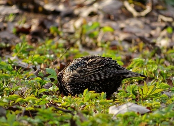 В Петербург вернулись скворцы