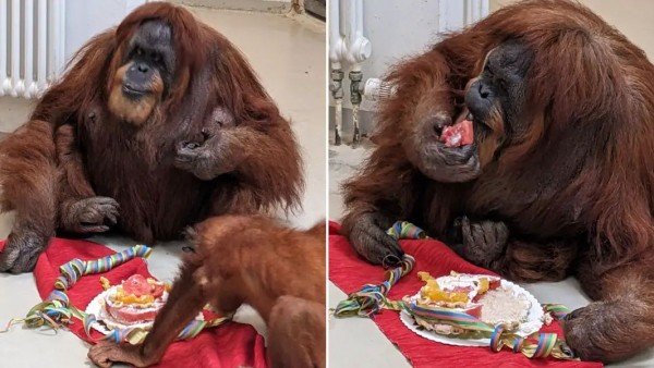 Орангутан-долгожитель отпраздновал день рождения