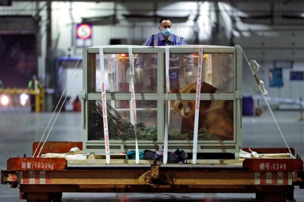 В Южной Корее толпа фанатов провожала панду в Китай