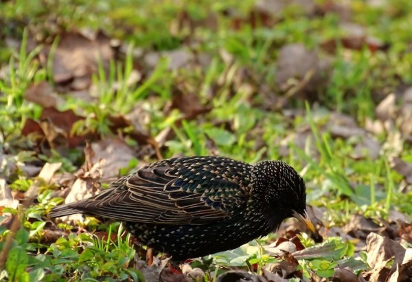 В Петербург вернулись скворцы