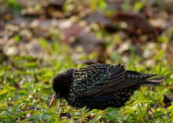 В Петербург вернулись скворцы