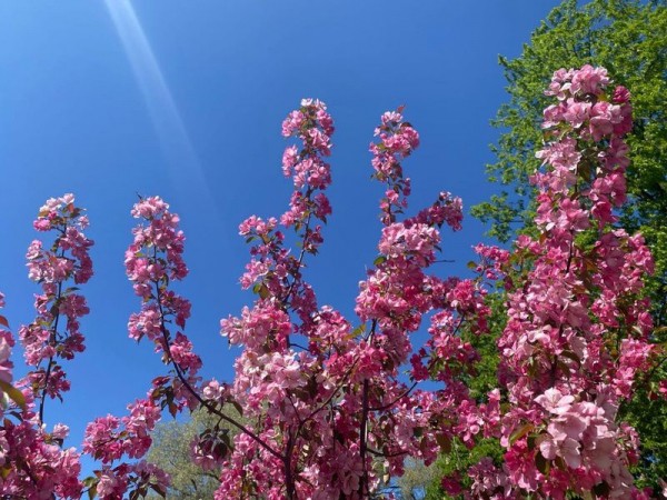 На месте сквера в Московском районе расцветёт яблоневый сад
