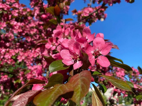 На месте сквера в Московском районе расцветёт яблоневый сад