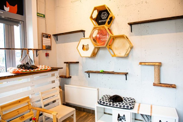 В Питере &mdash; добрые дела. История приюта и котокафе &laquo;Город кошек&raquo;