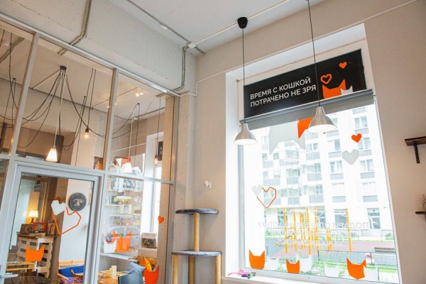 В Питере &mdash; добрые дела. История приюта и котокафе &laquo;Город кошек&raquo;