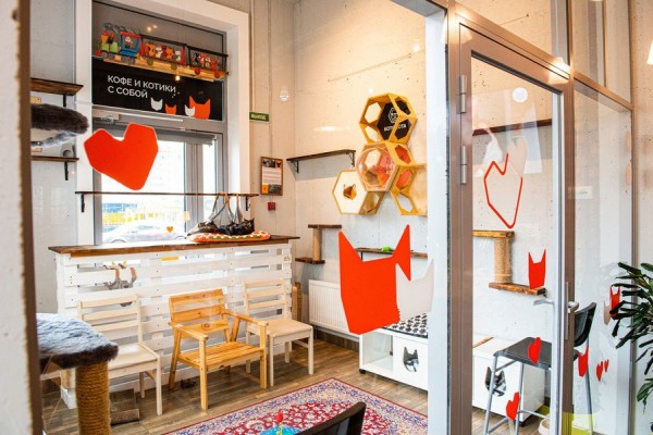 В Питере &mdash; добрые дела. История приюта и котокафе &laquo;Город кошек&raquo;