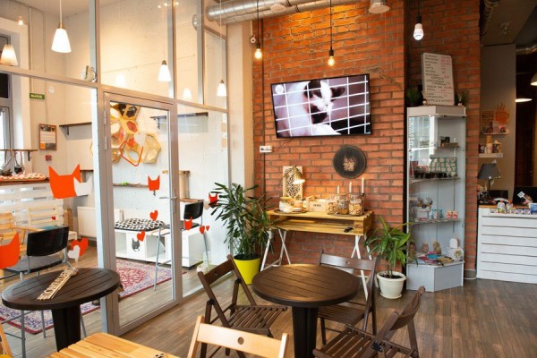 В Питере &mdash; добрые дела. История приюта и котокафе &laquo;Город кошек&raquo;