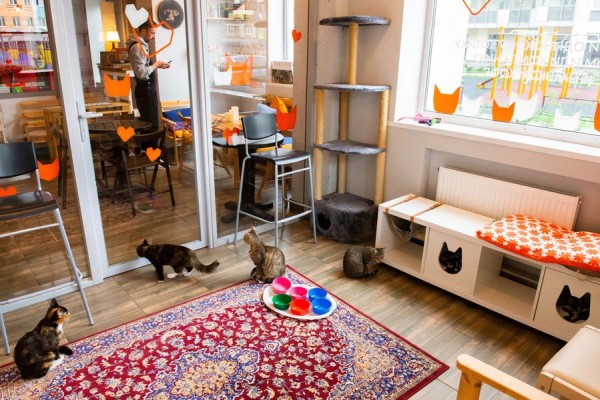 В Питере &mdash; добрые дела. История приюта и котокафе &laquo;Город кошек&raquo;