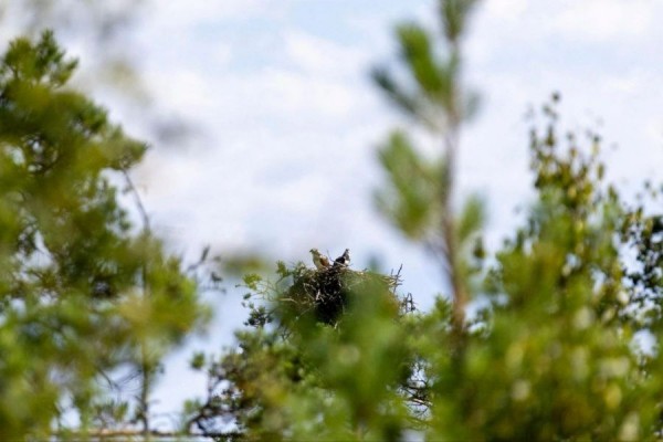 Гнездо редкой птицы заметили в Петербурге