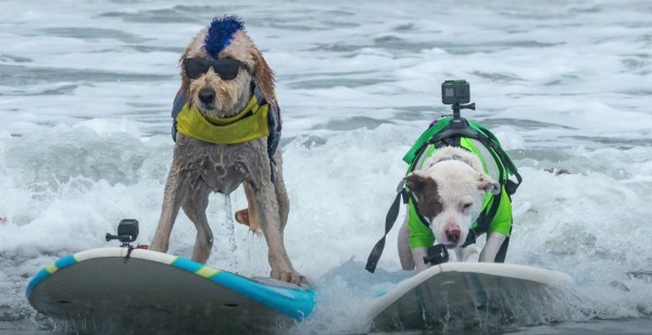 В Калифорнии прошёл чемпионат по сёрфингу с собаками