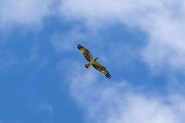 Гнездо редкой птицы заметили в Петербурге