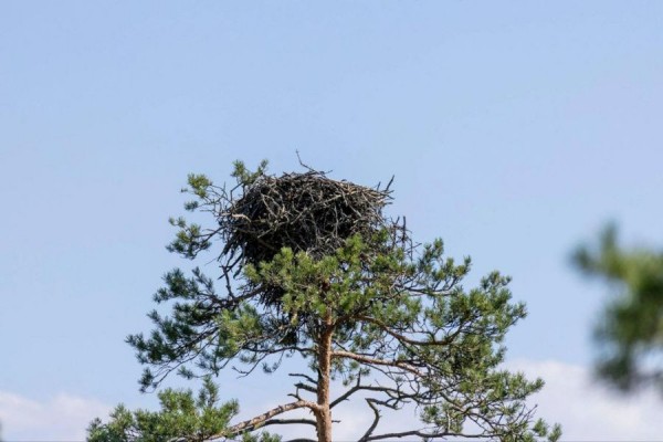 Гнездо редкой птицы заметили в Петербурге