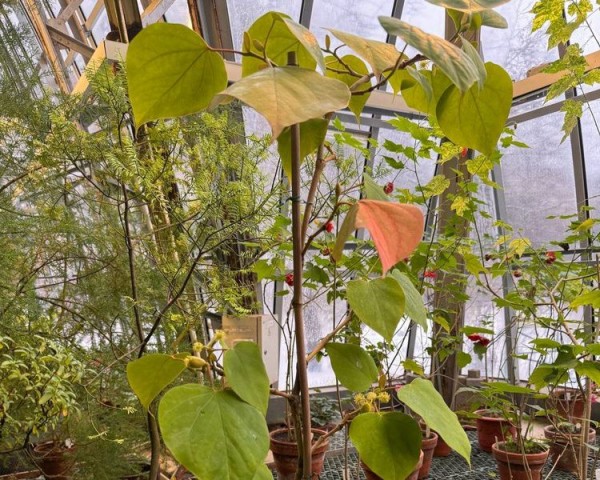 В Ботаническом саду случилось новогоднее чудо