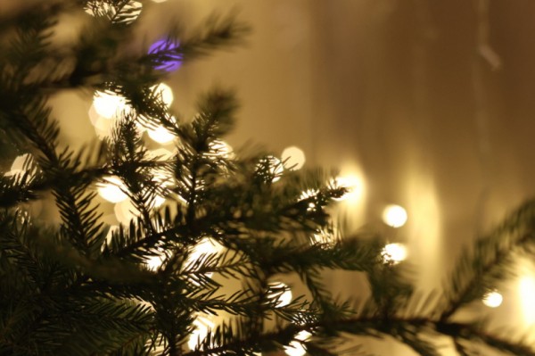 Новогодний подвох: названы самые опасные виды хвойных деревьев