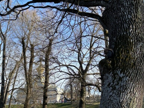 В первый день зимы в Петербурге ожидается аномальное тепло