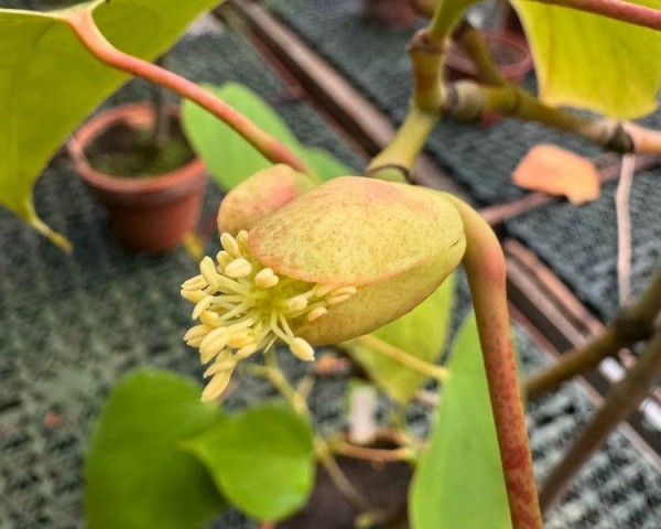 В Ботаническом саду случилось новогоднее чудо