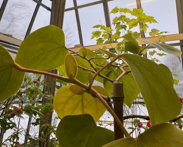 В Ботаническом саду случилось новогоднее чудо