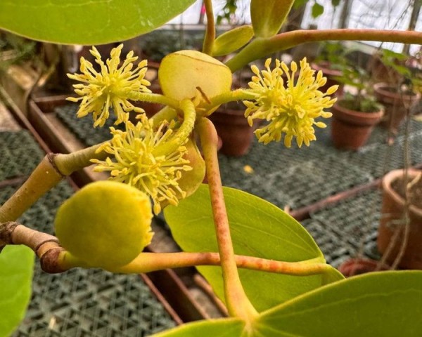 В Ботаническом саду случилось новогоднее чудо