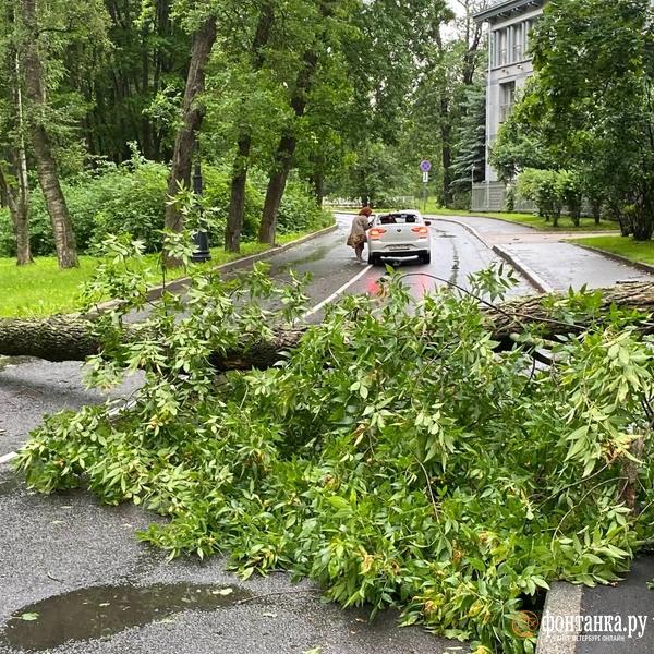 Ветер сдвинул микроавтобус и прибил машину деревом. Что творится в Петербурге &mdash; большой репортаж &laquo;Фонтанки&raquo; 