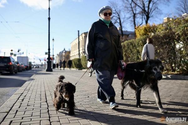 Кому полагается намордник. Чиновники впервые оштрафовали на 5 тысяч хозяйку собаки по новому закону 