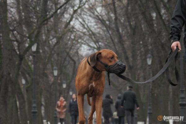Кому полагается намордник. Чиновники впервые оштрафовали на 5 тысяч хозяйку собаки по новому закону 