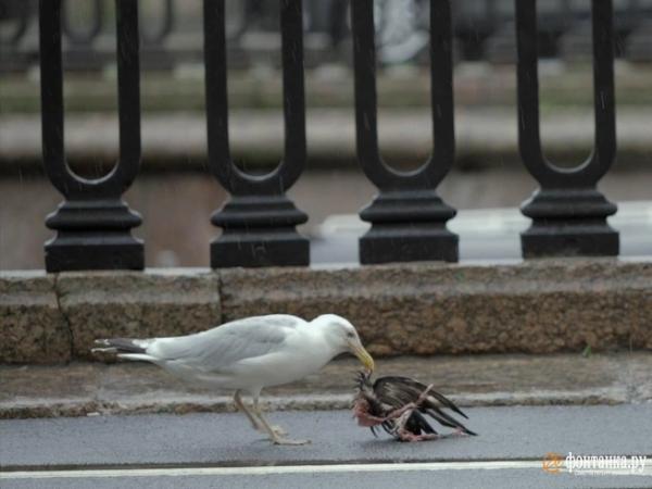 Идеально непонятое убийство. К дате Галины Старовойтовой &laquo;Фонтанка&raquo; заявляет проект о Времени