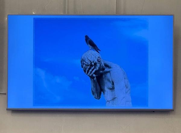 Обгадили даже Ростральную колонну. В Петербурге решили бороться с голубями, чайками и их кормильцами