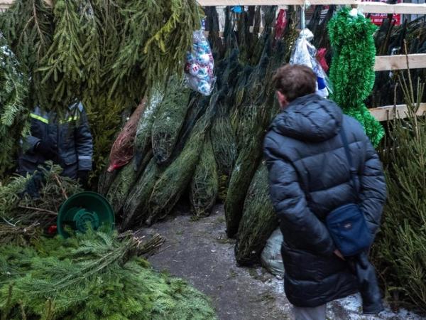Пять способов добыть елку в Петербурге, пока не передумал