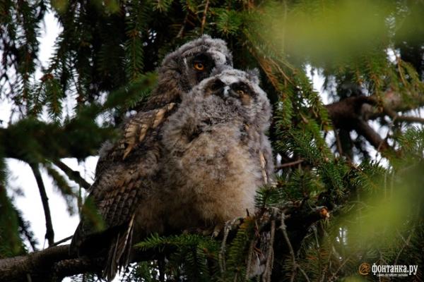 Куда сходить 13&ndash;15 февраля: валентинки на льду, праздник уличной музыки и &laquo;Человеческий голос&raquo; в БДТ